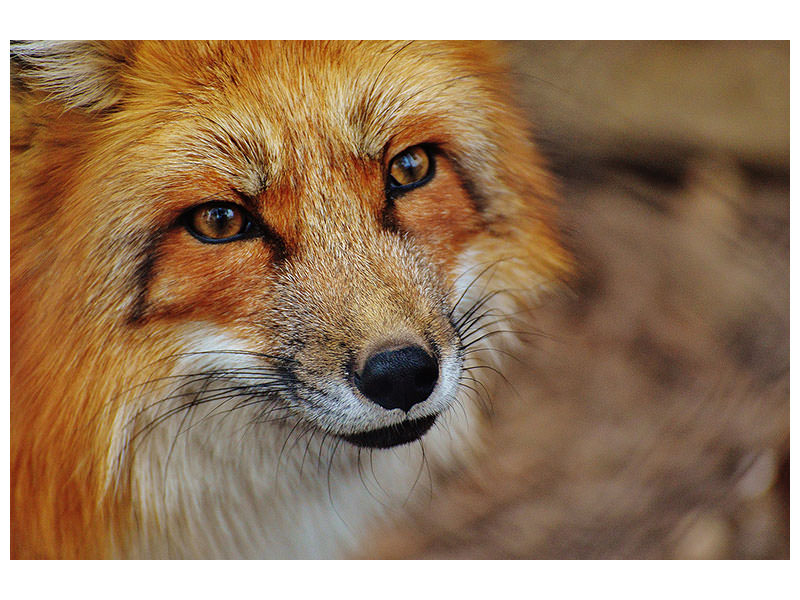 3-piece-canvas-print-the-fox