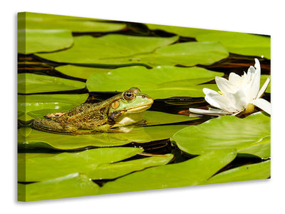 panoramic-canvas-print-the-frog-and-the-water-lily