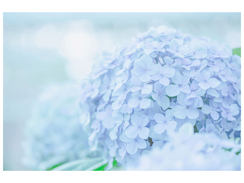 panoramic-3-piece-canvas-print-the-hydrangea