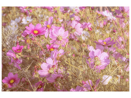 modern-4-piece-canvas-print-the-jewelry-basket-cosmea
