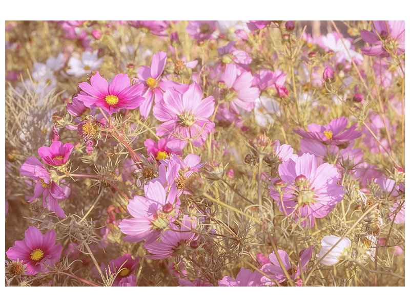 modern-4-piece-canvas-print-the-jewelry-basket-cosmea