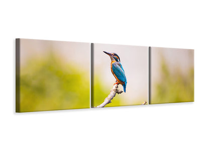 panoramic-canvas-print-the-kingfisher