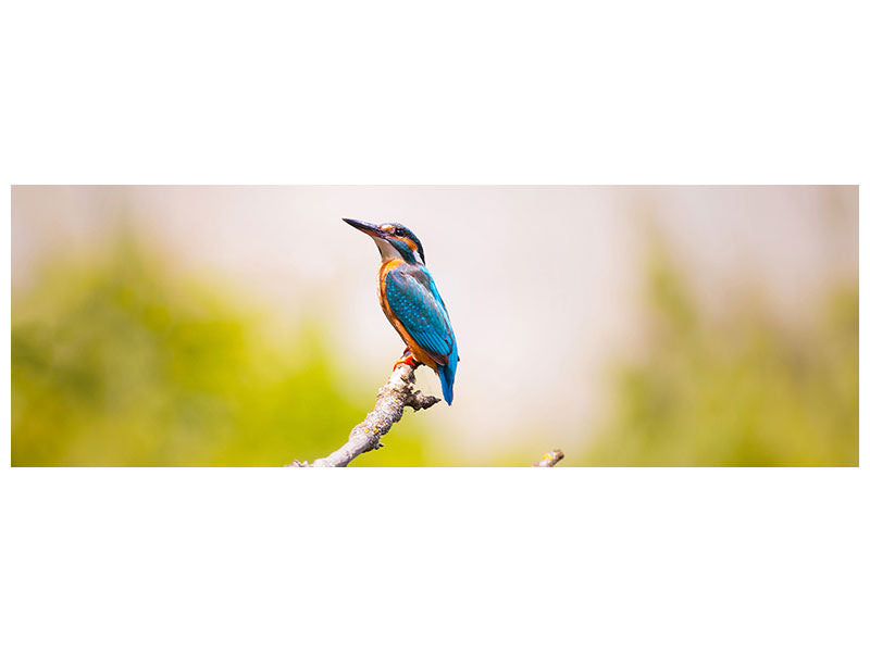 panoramic-3-piece-canvas-print-the-kingfisher