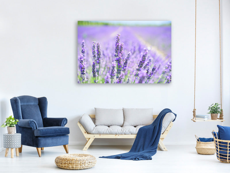 modern-4-piece-canvas-print-the-lavender-blossom