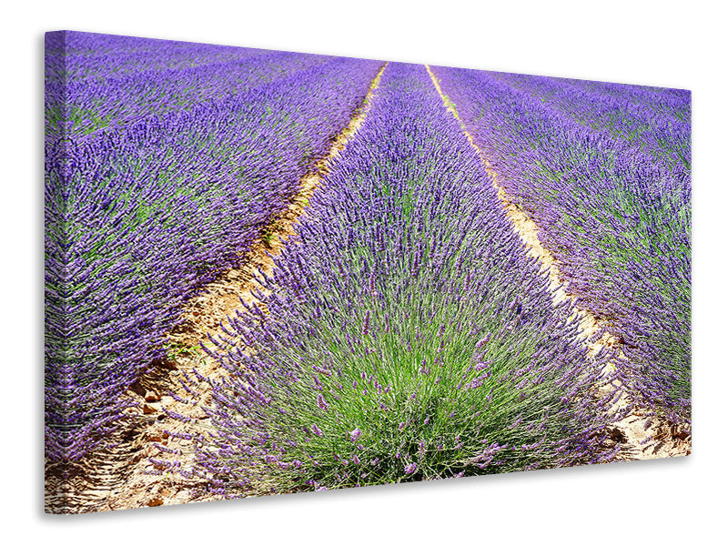 panoramic-3-piece-canvas-print-the-lavender-field