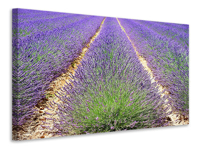 panoramic-3-piece-canvas-print-the-lavender-field