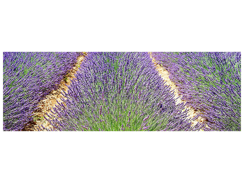 3-piece-canvas-print-the-lavender-field