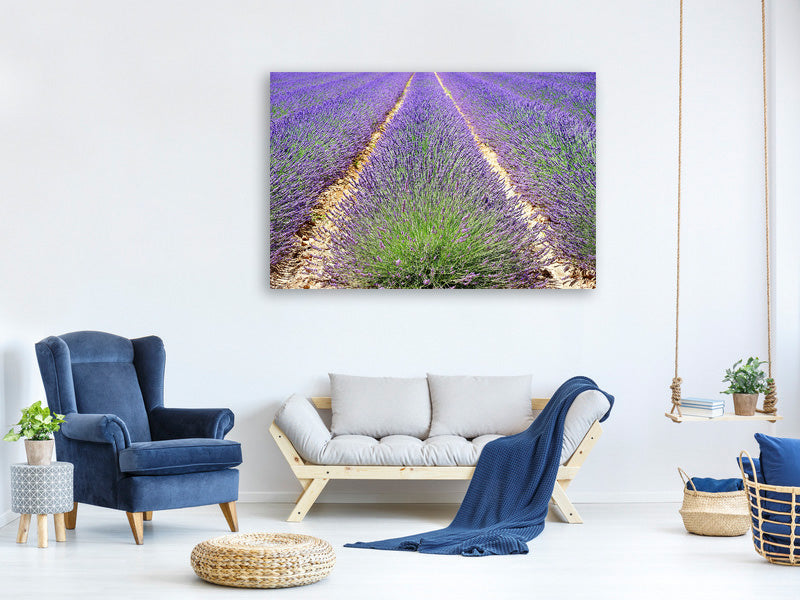 panoramic-3-piece-canvas-print-the-lavender-field