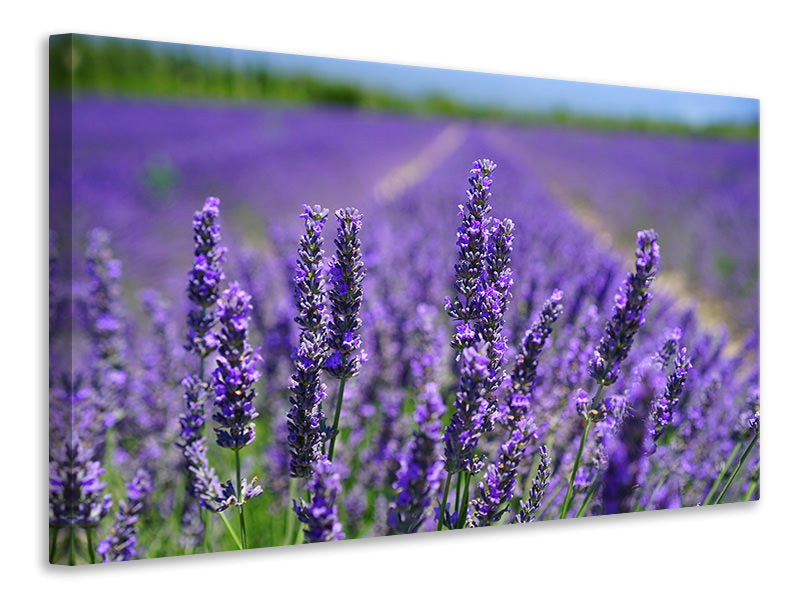 3-piece-canvas-print-the-lavender-flowers