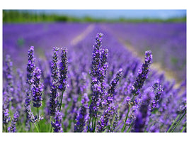 3-piece-canvas-print-the-lavender-flowers