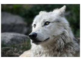 3-piece-canvas-print-the-lonely-wolf