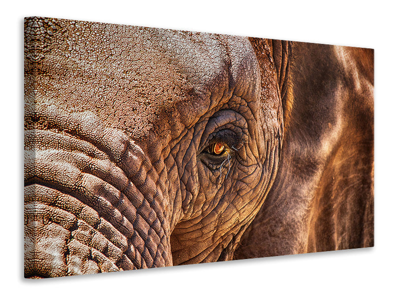 panoramic-canvas-print-the-look-of-the-elephant