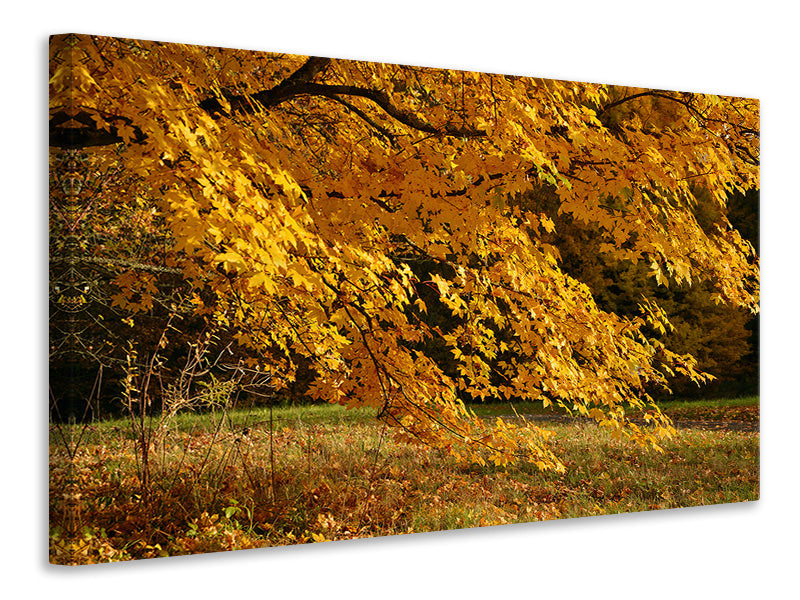 3-piece-canvas-print-the-magnificent-autumn-tree