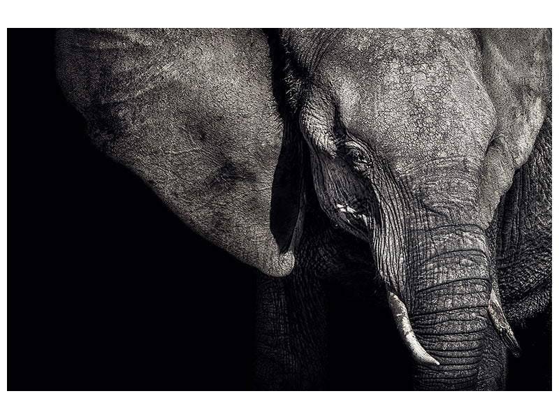 3-piece-canvas-print-the-matriarch