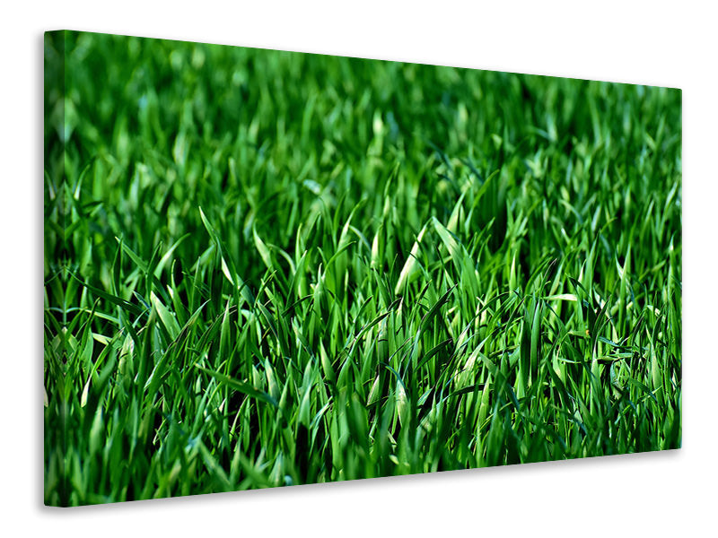 4-piece-canvas-print-the-meadow-in-xl