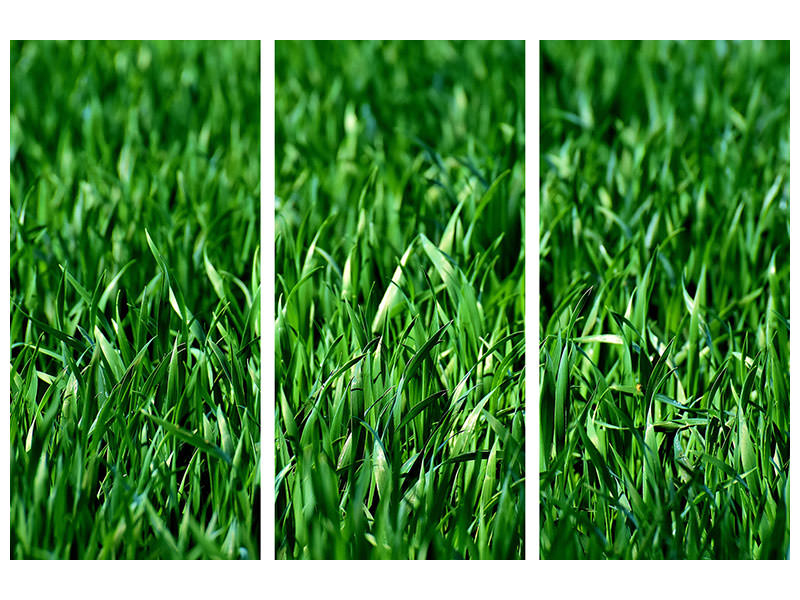 5-piece-canvas-print-the-meadow-in-xl