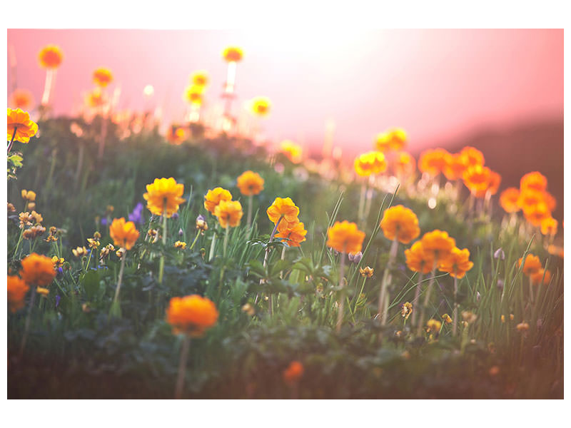 panoramic-3-piece-canvas-print-the-mountain-meadow