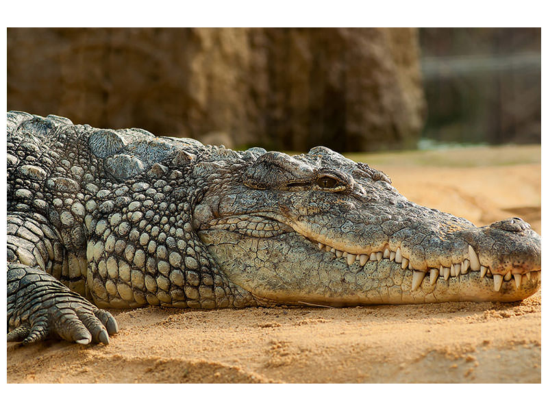 3-piece-canvas-print-the-nile-crocodile