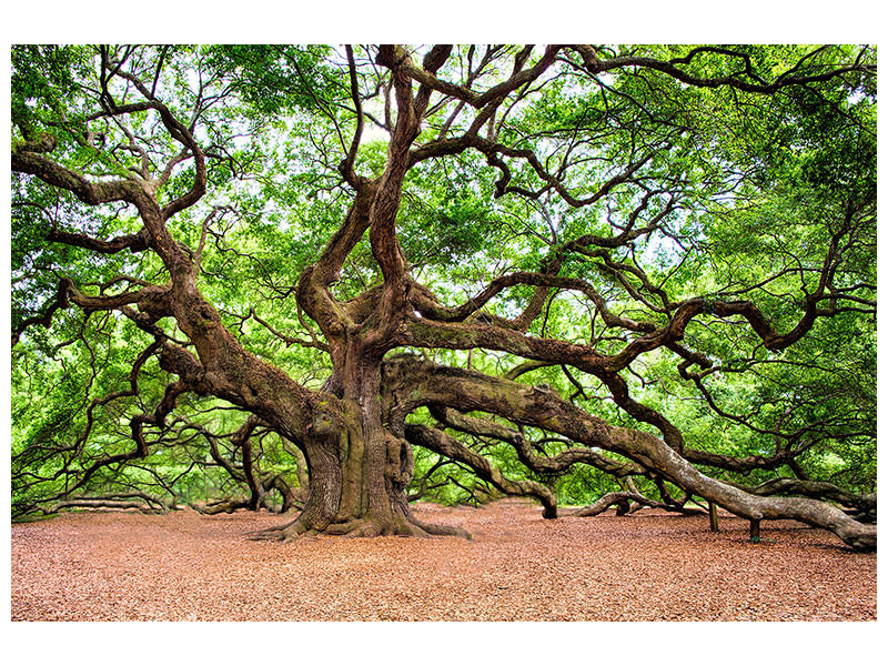 5-piece-canvas-print-the-oak
