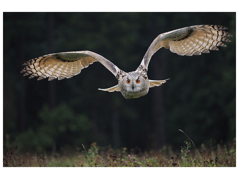3-piece-canvas-print-the-owl