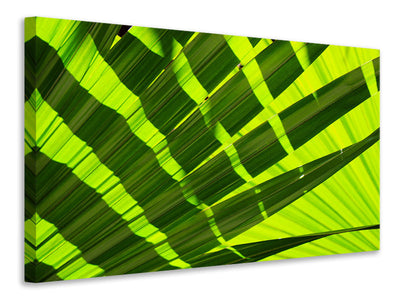 panoramic-3-piece-canvas-print-the-palm-leaf-in-xl