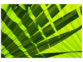 panoramic-3-piece-canvas-print-the-palm-leaf-in-xl