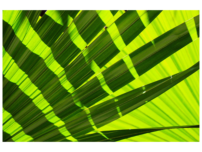 panoramic-3-piece-canvas-print-the-palm-leaf-in-xl