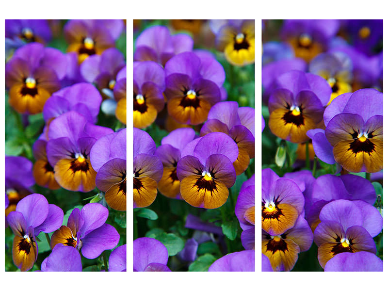 modern-4-piece-canvas-print-the-pansies
