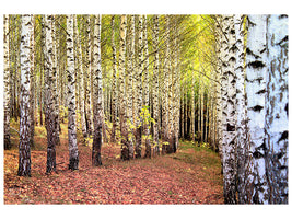 5-piece-canvas-print-the-path-between-birches