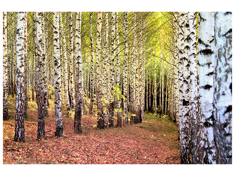 5-piece-canvas-print-the-path-between-birches