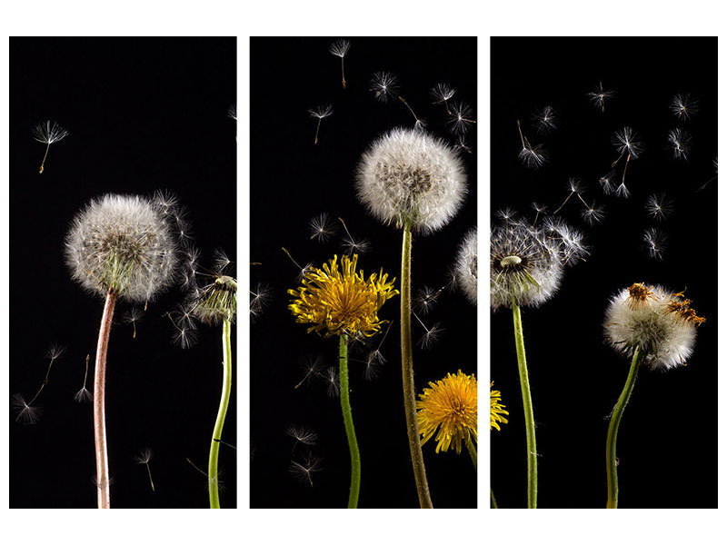 canvas-print-the-phases-of-dandelion