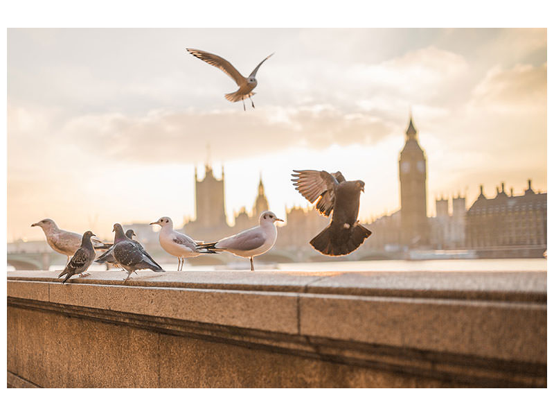 panoramic-canvas-print-the-pigeons-on-the-roof