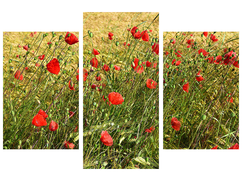 5-piece-canvas-print-the-poppy-in-the-wind
