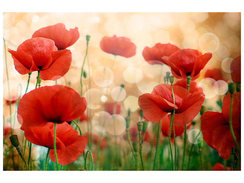 5-piece-canvas-print-the-poppy