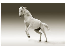 3-piece-canvas-print-the-proud-mare