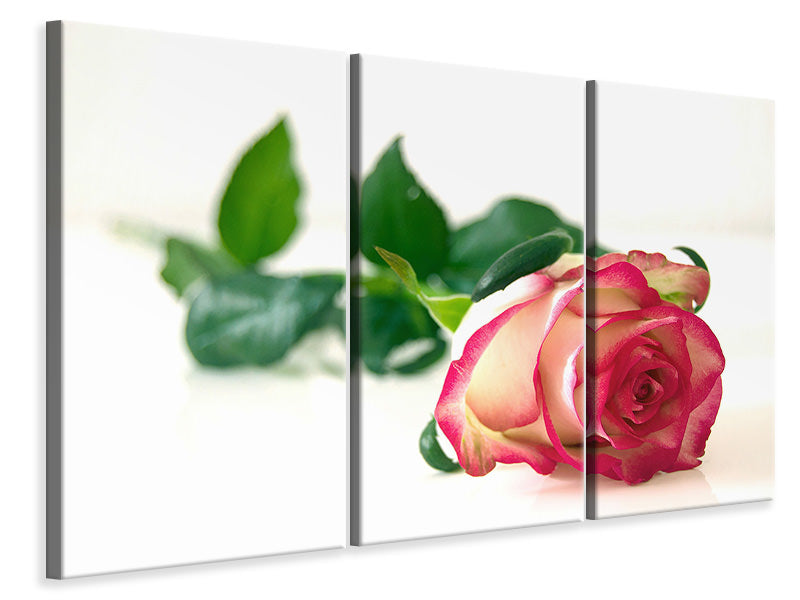 canvas-print-the-proud-rose