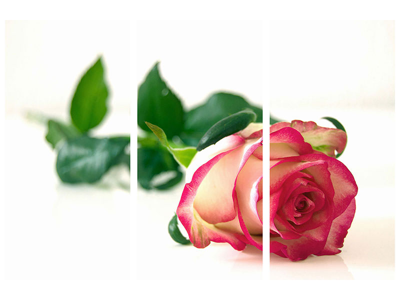 5-piece-canvas-print-the-proud-rose
