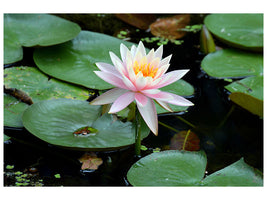 3-piece-canvas-print-the-proud-water-lily