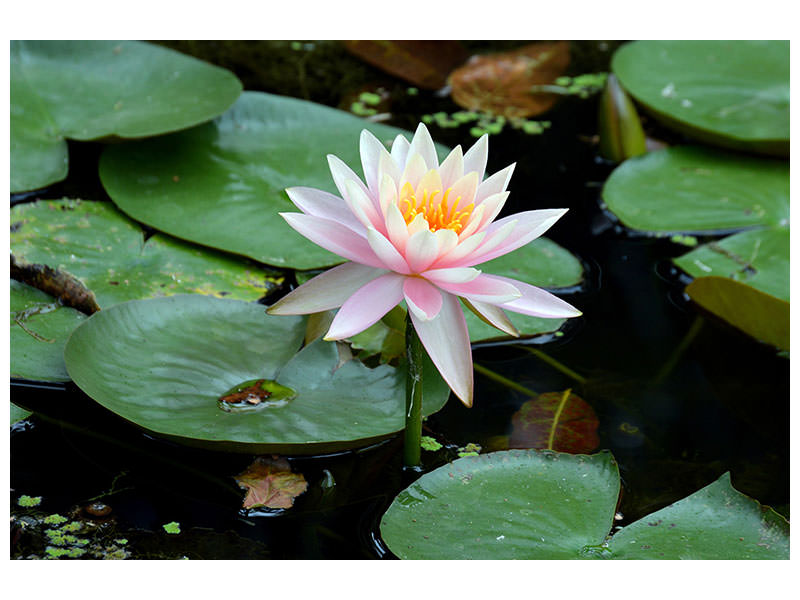 3-piece-canvas-print-the-proud-water-lily