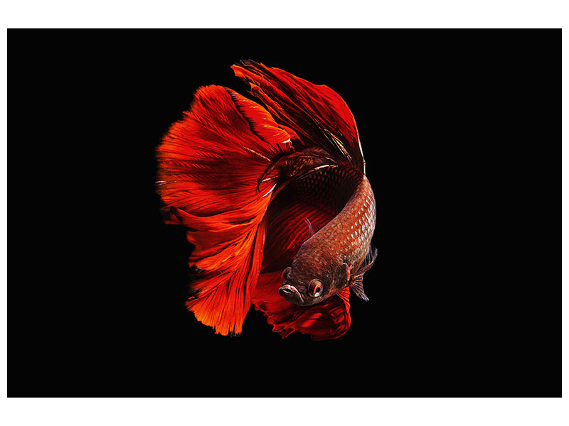 4-piece-canvas-print-the-red