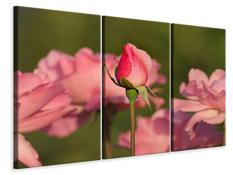 canvas-print-the-rosebud