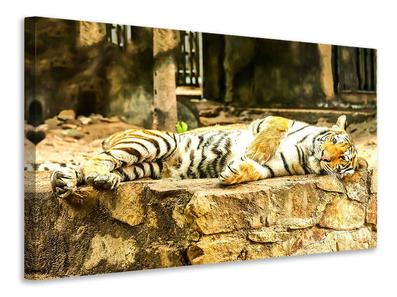 panoramic-3-piece-canvas-print-the-siberian-tiger
