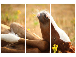 canvas-print-the-sleeping-horse