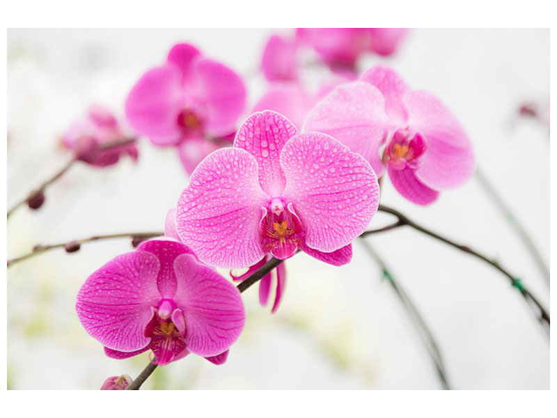 4-piece-canvas-print-the-symbol-of-orchid