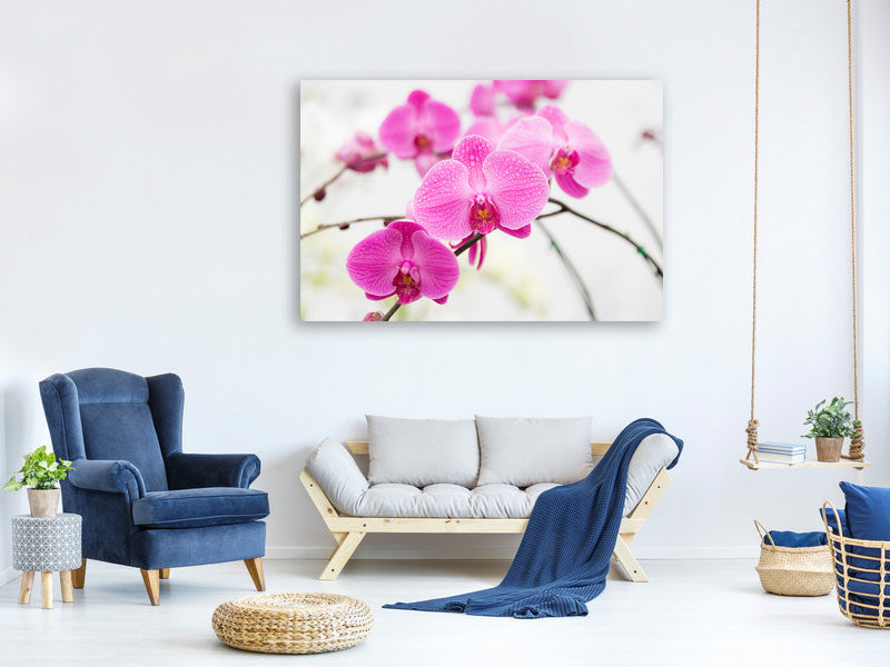 modern-4-piece-canvas-print-the-symbol-of-orchid