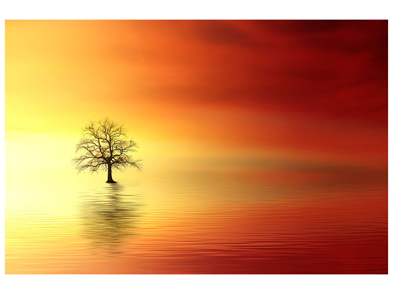 panoramic-canvas-print-the-tree-in-the-water