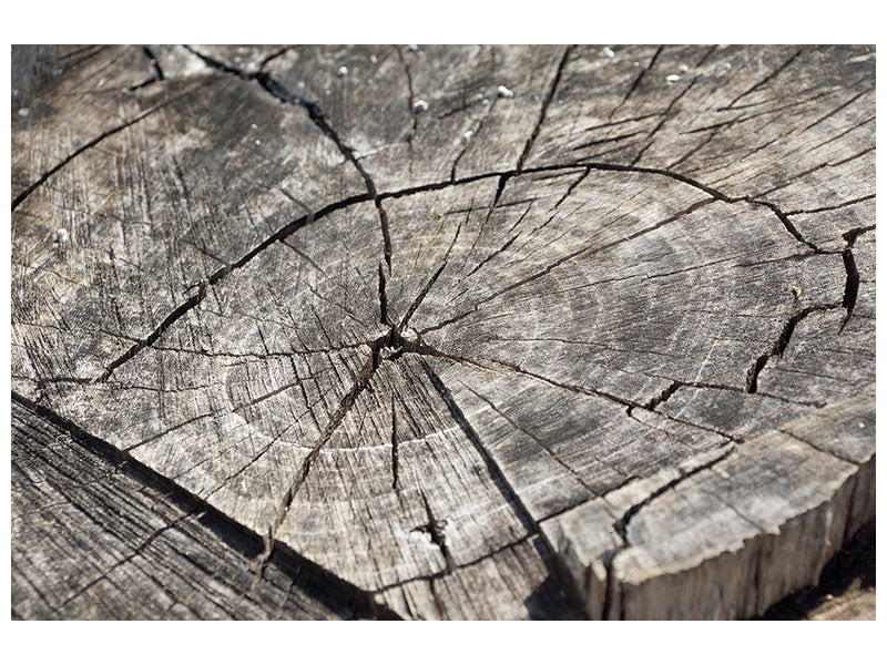3-piece-canvas-print-the-tree-rings