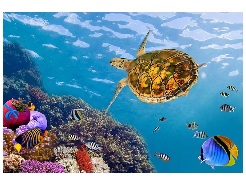 4-piece-canvas-print-the-turtle