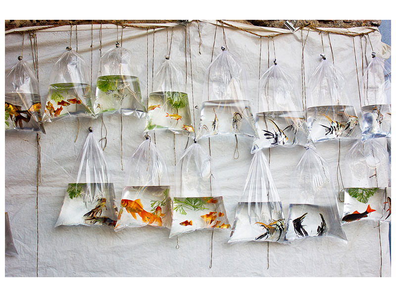 5-piece-canvas-print-the-wall-of-fish