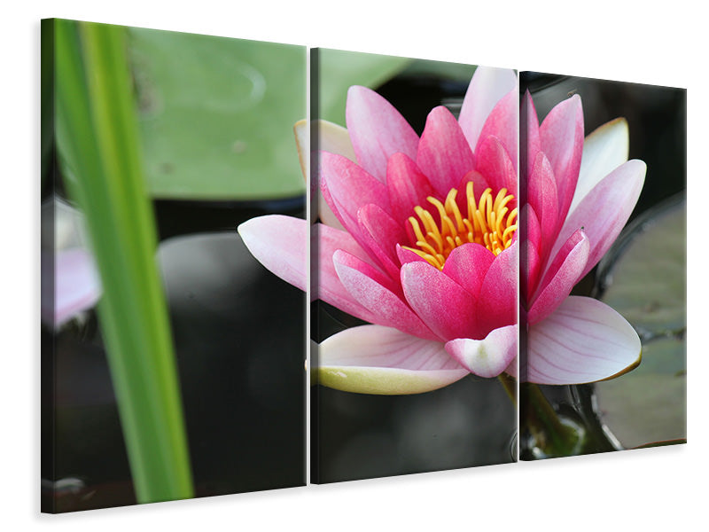 5-piece-canvas-print-the-water-lily-in-pink